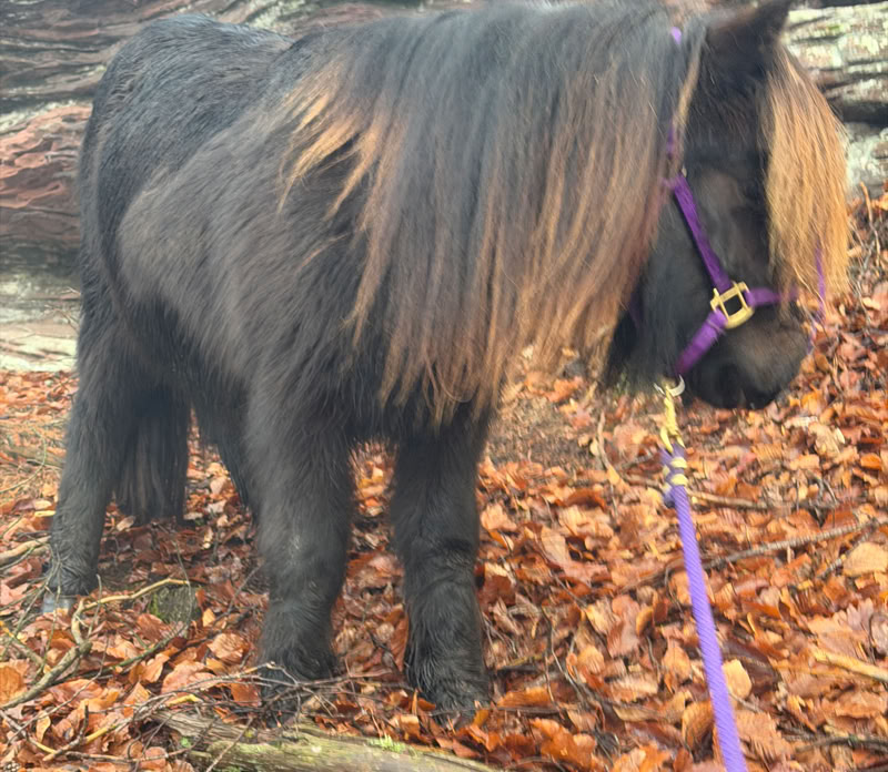 Ponyreiten Sulkyfahrten Dahner Felsenland Pfälzerwald