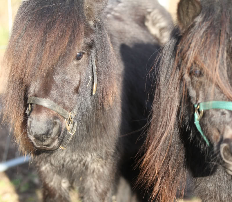 Ponyreiten Sulkyfahrten Dahner Felsenland Pfälzerwald