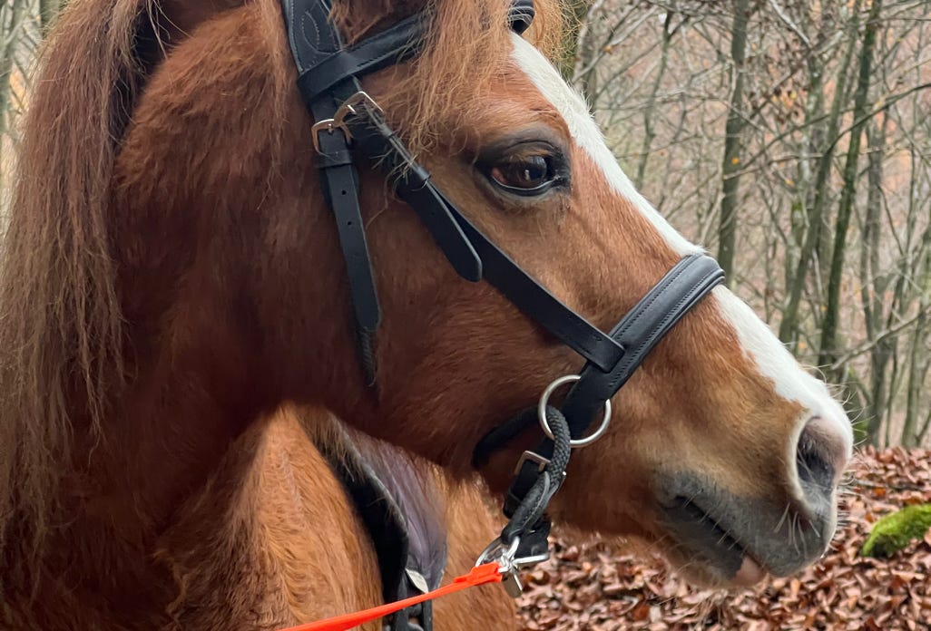 Ponyreiten Sulkyfahrten Dahner Felsenland Pfälzerwald