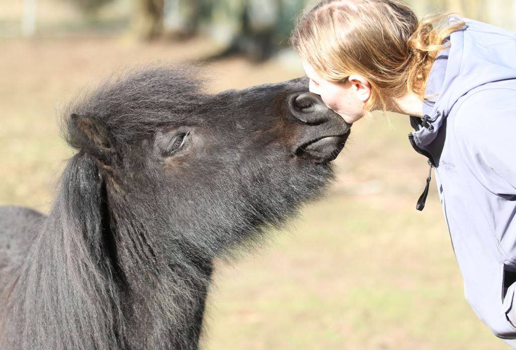 Ponyreiten Sulkyfahrten Dahner Felsenland Pfälzerwald