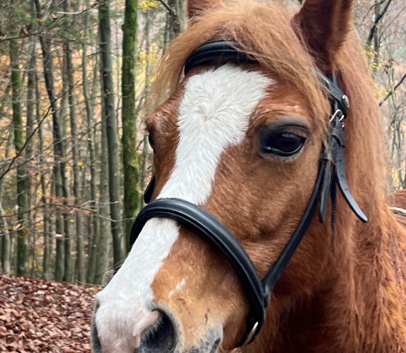 Ponyreiten Sulkyfahrten Dahner Felsenland Pfälzerwald