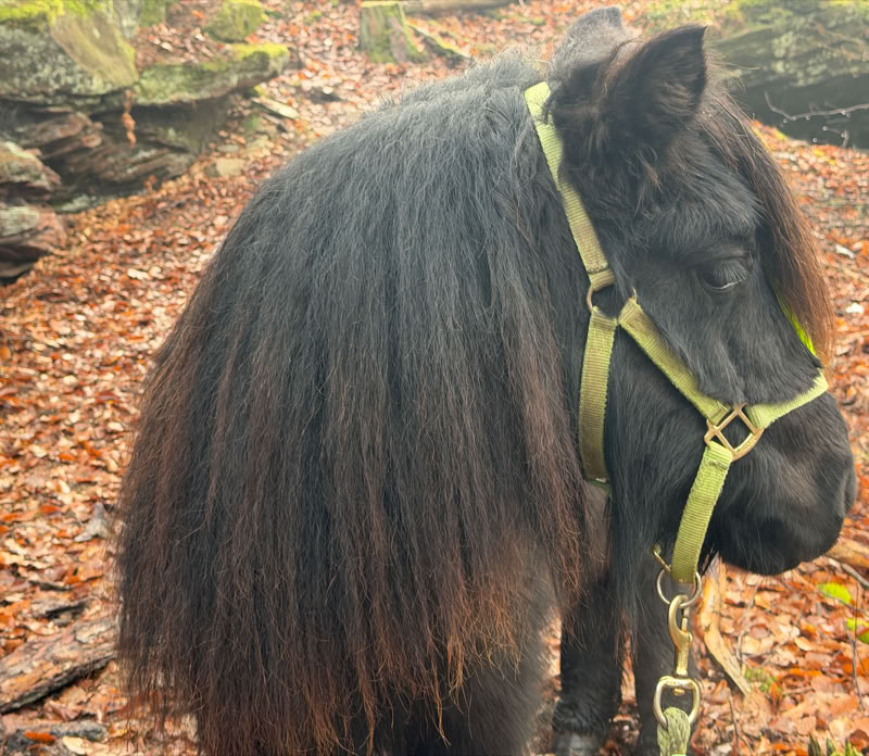 Ponyreiten Sulkyfahrten Dahner Felsenland Pfälzerwald
