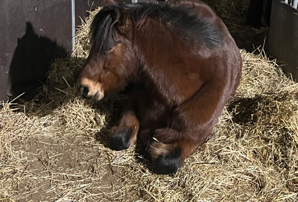 Ponyreiten Sulkyfahrten Dahner Felsenland Pfälzerwald