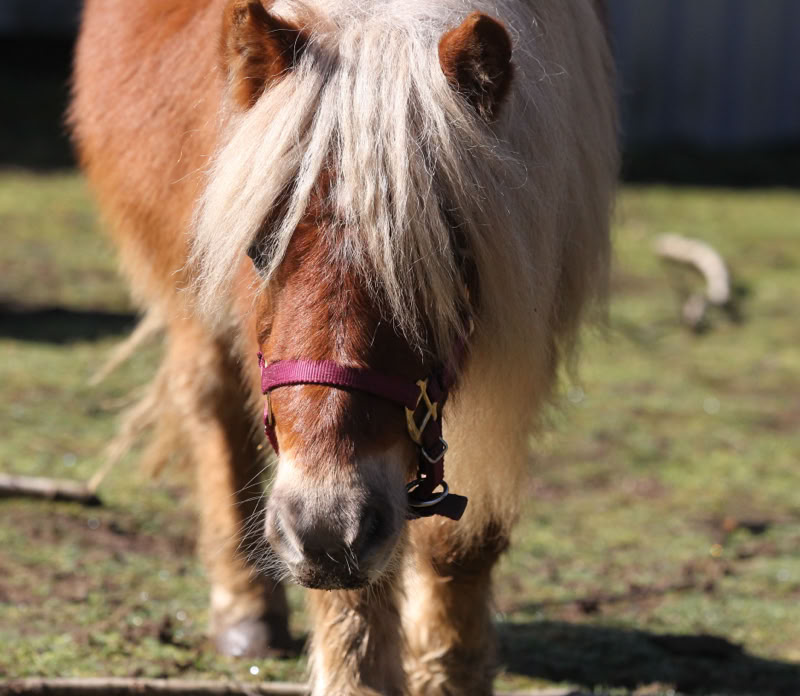 Ponyreiten Sulkyfahrten Dahner Felsenland Pfälzerwald