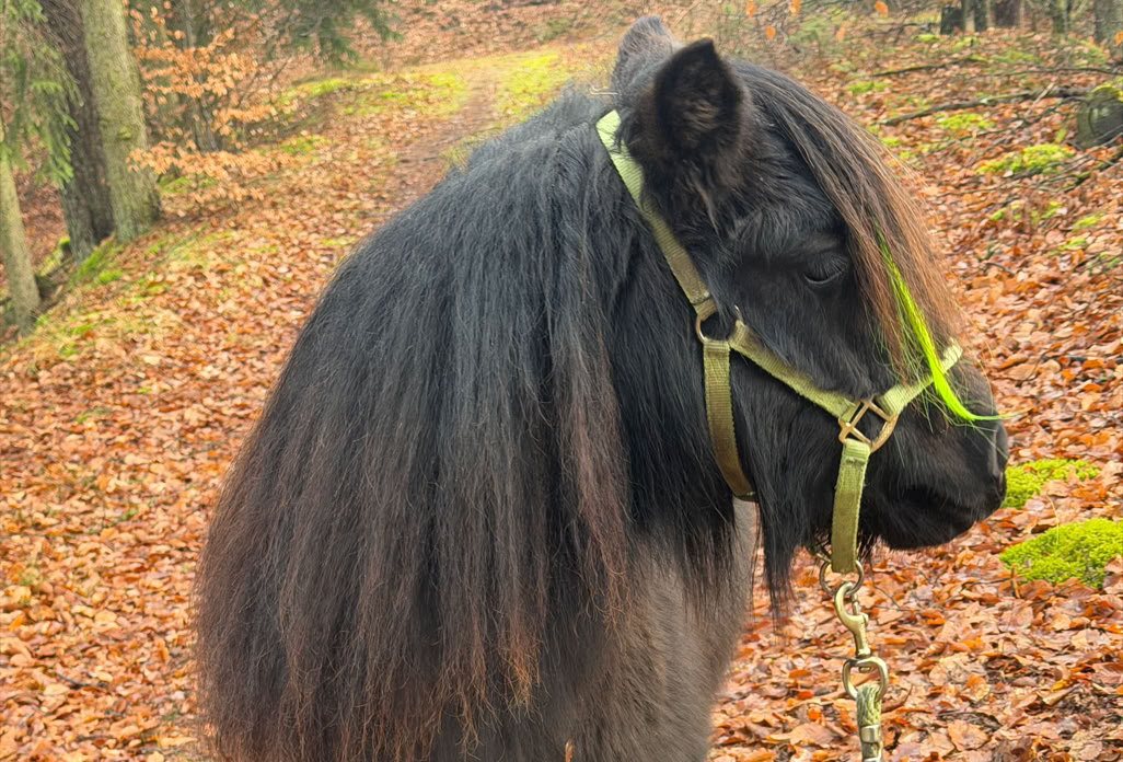 Ponyreiten Sulkyfahrten Dahner Felsenland Pfälzerwald