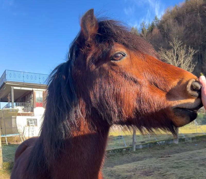 Ponyreiten Sulkyfahrten Dahner Felsenland Pfälzerwald