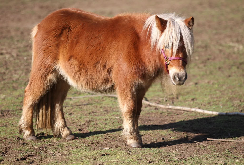 Ponyreiten Sulkyfahrten Dahner Felsenland Pfälzerwald